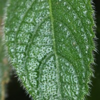 Strobilanthes calycina Nees